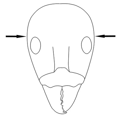 File:Iridomyrmex Key Couplet 55 left-Antwiki.jpg