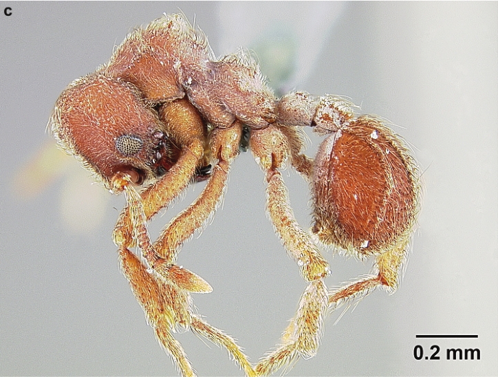 File:Sericomyrmex maravalhas F32c.jpg