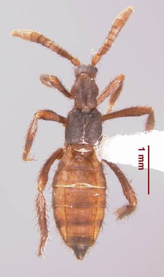 File:Ecitomorpha arachnoides.jpg
