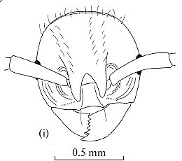 Fallomyrma robusta F1 i.jpg