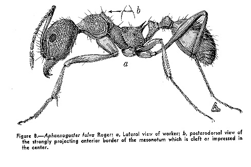 File:Aphaenogaster-fulva-illus.jpg