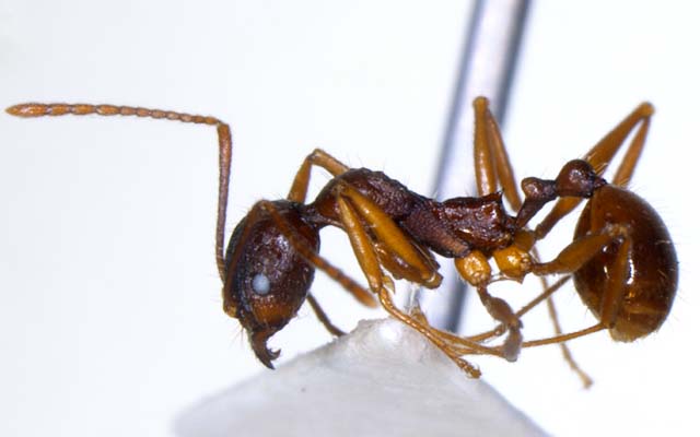 File:Aphaenogaster xuatian side (www.niaes.affrc.go.jp).jpg