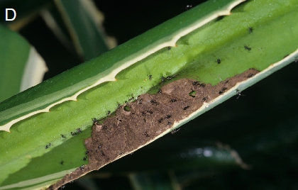 File:Polyrhachis mucronata nest.jpg