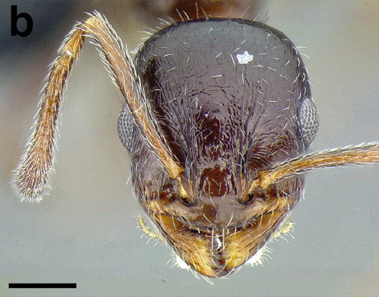 File:Temnothorax bison casent0636947 F128 b.jpg