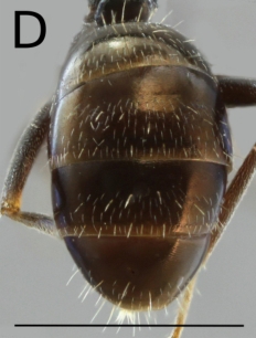 Proformica longipilosa 9d.jpg