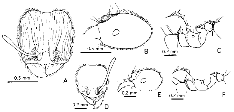 File:Pheidole tandjongensis fig 17.jpg