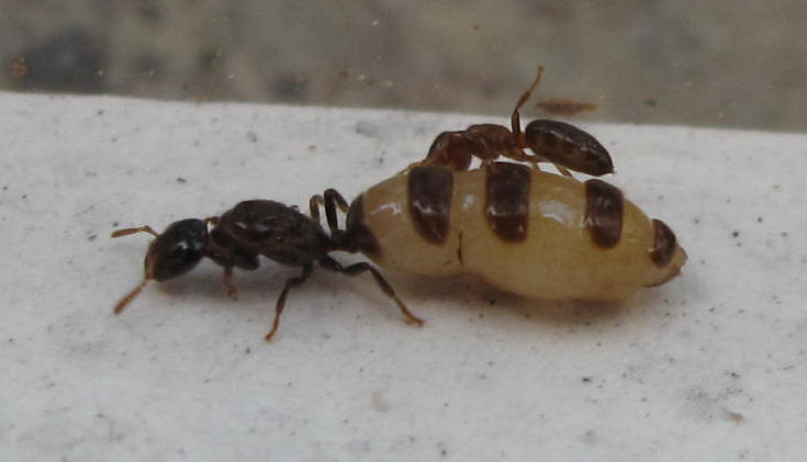 File:Cladomyrma Thailand queen physogastry Peeters.JPG