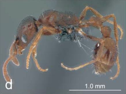 File:Nesomyrmex entabeni P.jpg