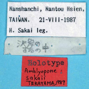 File:Amblyopone sakaii labels (www.niaes.affrc.go.jp).jpg