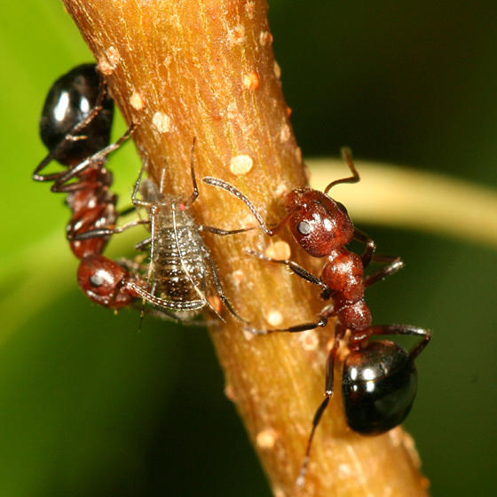 File:Dolichoderus mariae tending aphids, Albany, New Hampshire (Tom Murray).JPG