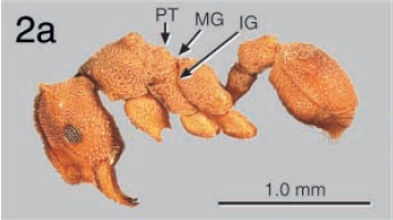 File:Cyphomyrmex longiscapus F2a.jpg