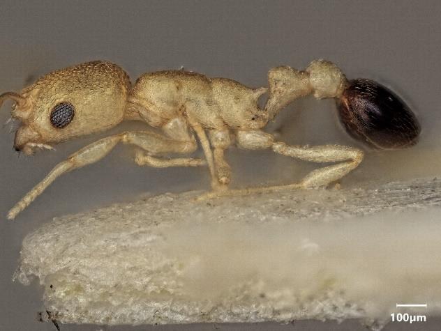 File:Seifert, B. 2022. The ant genus Cardiocondyla (10.3390@d15010025), Fig. 17B.jpg
