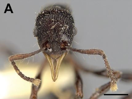 File:Lenomyrmex hoelldobleri F1A.jpg