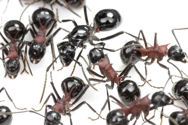 File:Polyrhachis lamellidens queen, workers, Taku Shimada (2).jpg