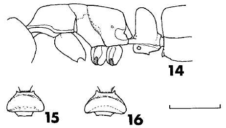 File:Ponera tamon F13-16.jpg