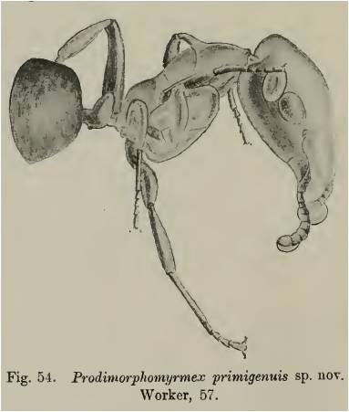 File:Prodimorphomyrmex primigenuis.jpg