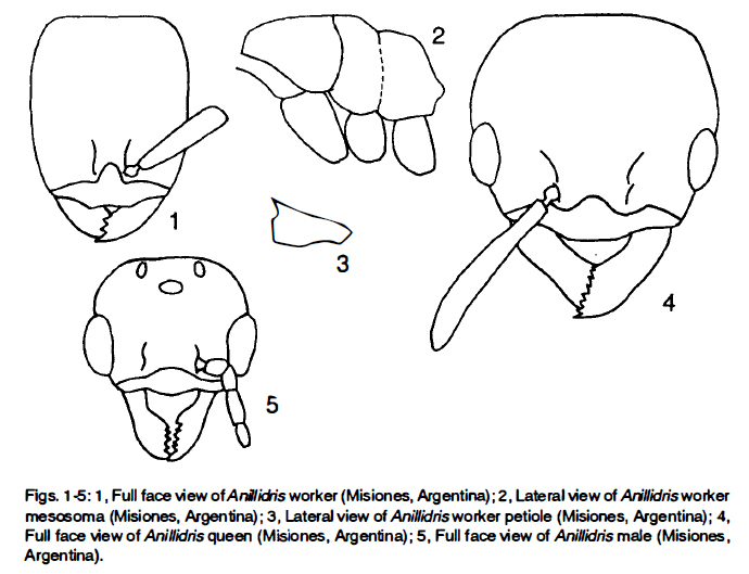 File:Shattuck-1992 Figs 1-5.jpg