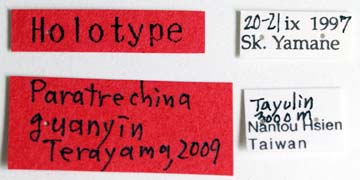 File:Nylanderia guanyin labels (www.niaes.affrc.go.jp).jpg