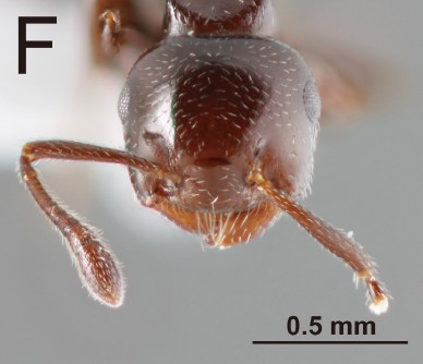 File:Crematogaster pfeifferi 4F.jpg