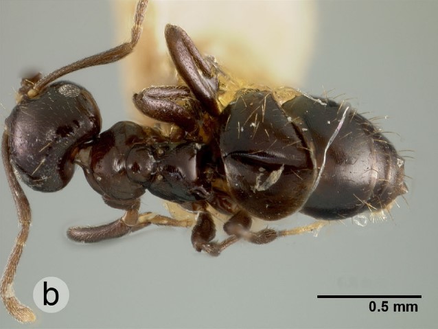 File:Brachymyrmex gagates lectotype F32b.jpg