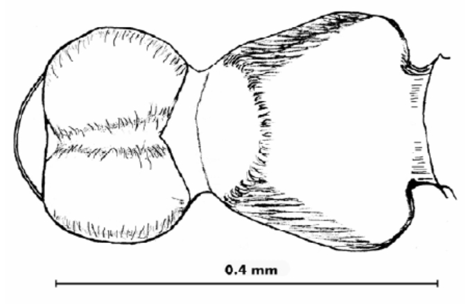 File:Crematogaster montenigrinus 15.jpg