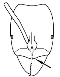 File:Heterick 2009 Fig 089.jpg