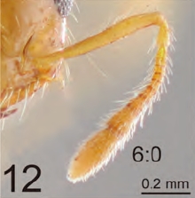 File:Crematogaster brevispina H.jpg