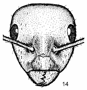 File:Camponotus schoedli w head.jpg