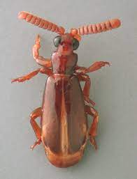 File:Eohomopterus.jpg