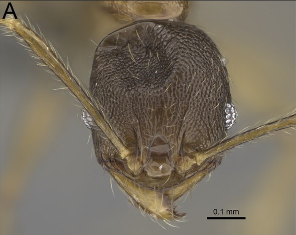 File:Pheidole sava F52 a.jpg