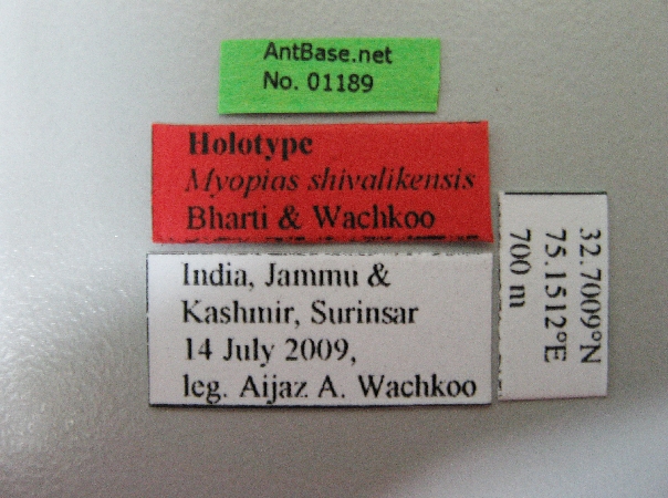 File:Myopias-shivalikensis-label-am.jpg