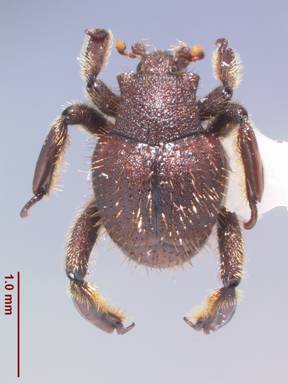 File:Chrysetaerius iheringi.jpg