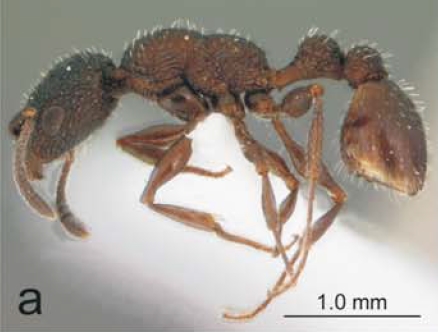 File:Nesomyrmex saasveldensis P.jpg