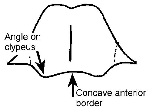 File:Mackay, W.P. 2019, Fig. 64(left).jpg