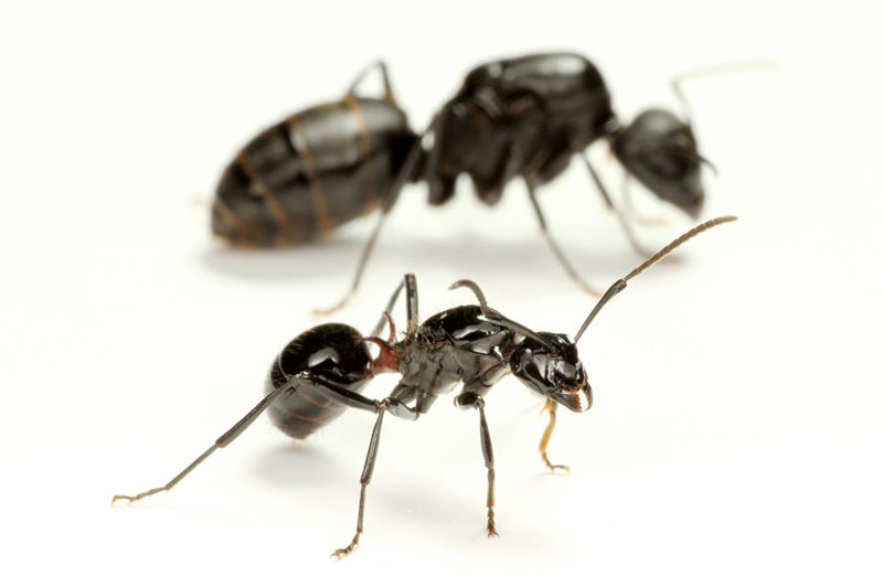 File:Polyrhachis lamellidens and Camponotus japonicus queens, Taku Shimada (2).jpg