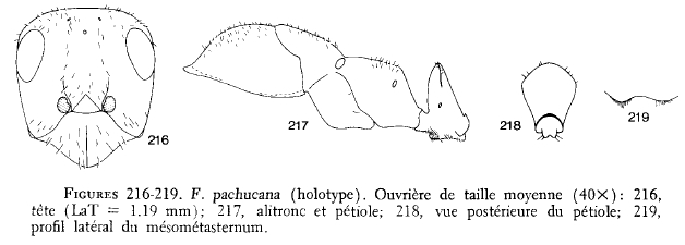 File:Francoeur 1973 216-219 pachucana.jpg