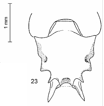 File:Meranoplus deserticola pm.jpg