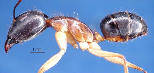 File:Camponotus crozieri major P.jpg