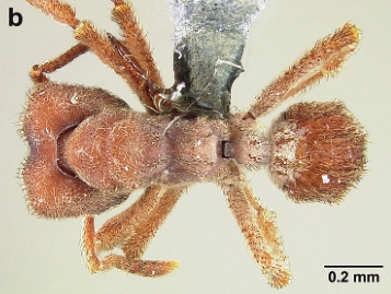 File:Sericomyrmex maravalhas F32b.jpg