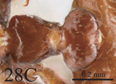 File:Crematogaster daisyi F28c.jpg