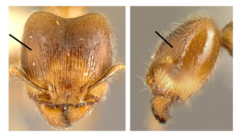 File:Pheidole character majorscrobe1.jpg