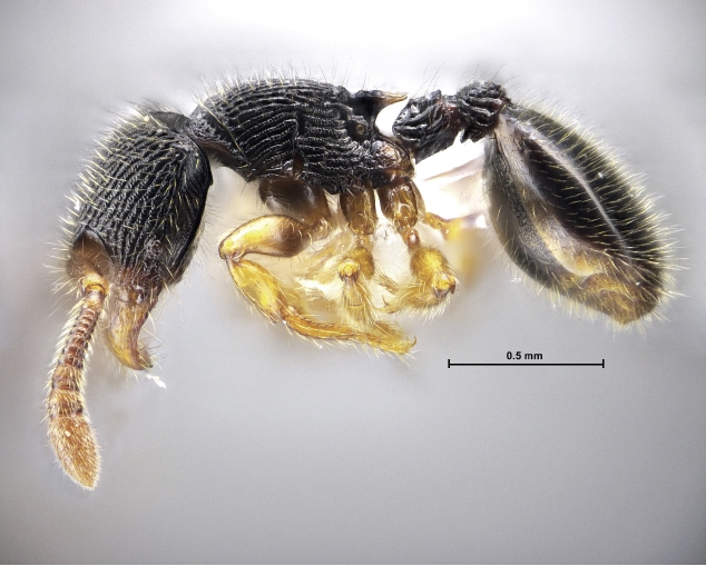 File:Myrmecina raviwonghei holotype F1.jpg