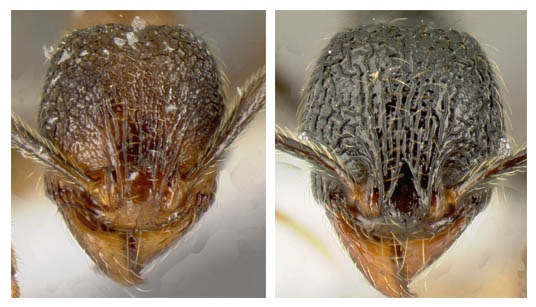 File:Pheidole character minorfacesculp4.jpg