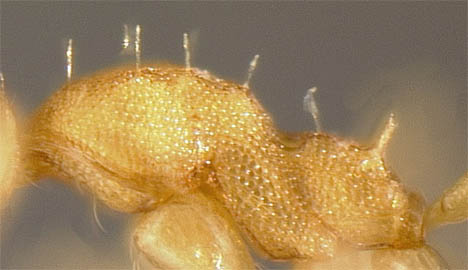 Pheidole character minorpilos4.jpg