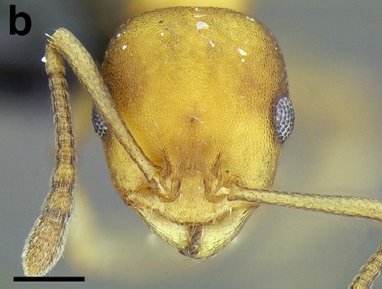 File:Temnothorax wettereri casent0756094 F148 b.jpg