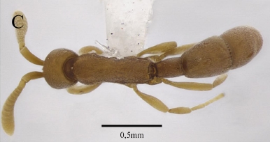 File:Probolomyrmex brujitae F12C.jpg