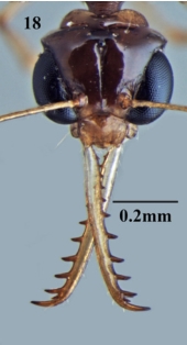 Myrmoteras indicum F18 Q.jpg