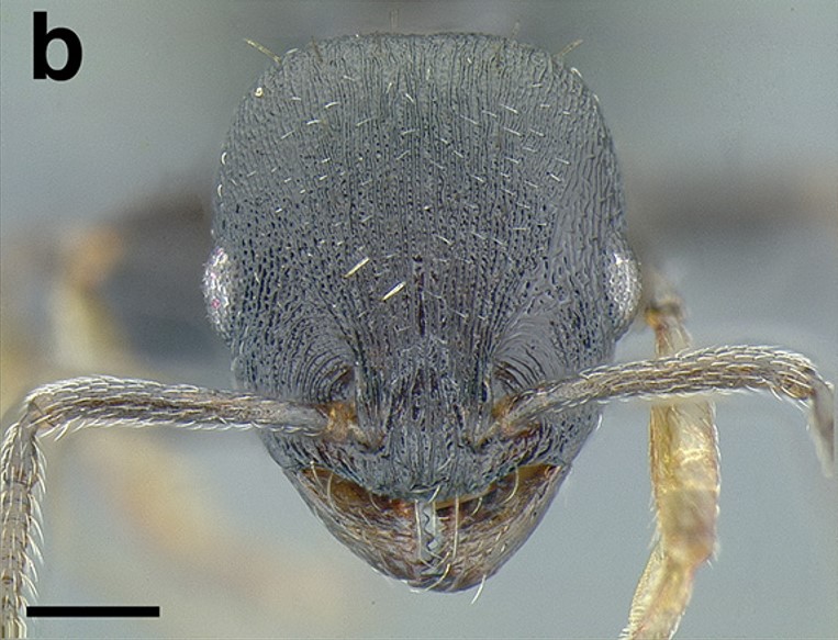 File:Temnothorax tuxtlanus casent0640472 F92 b.jpg