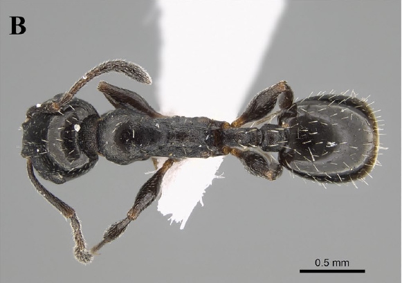 File:Temnothorax elmenshawyi F1b.jpg