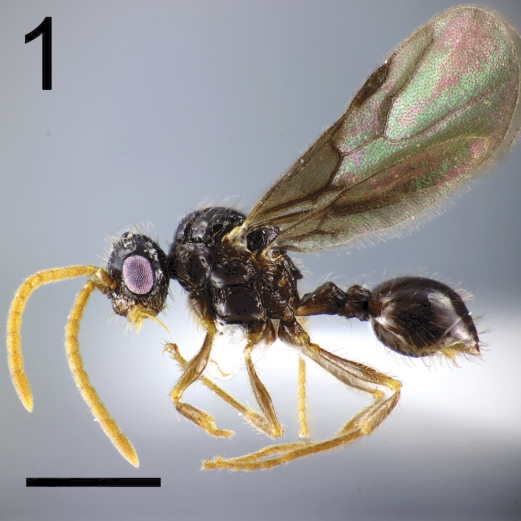 File:Pristomyrmex punctatus F1.jpg